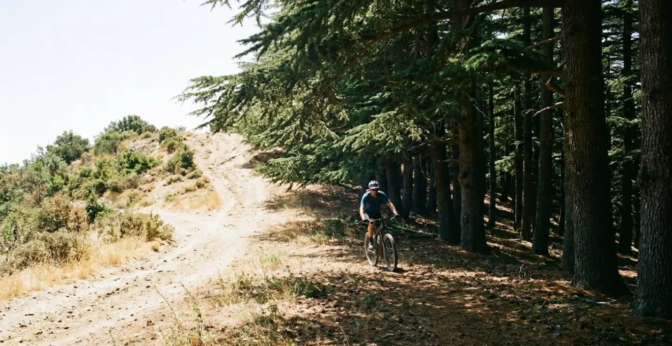 Cycliste à l'ombre dans la forêt des cèdres du Luberon, lumière filtrée de fin d'après-midi