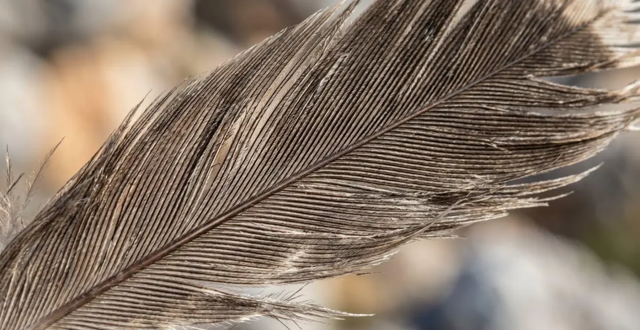 Aigle de Bonelli en vol près de son nid sur une falaise calcaire provençale